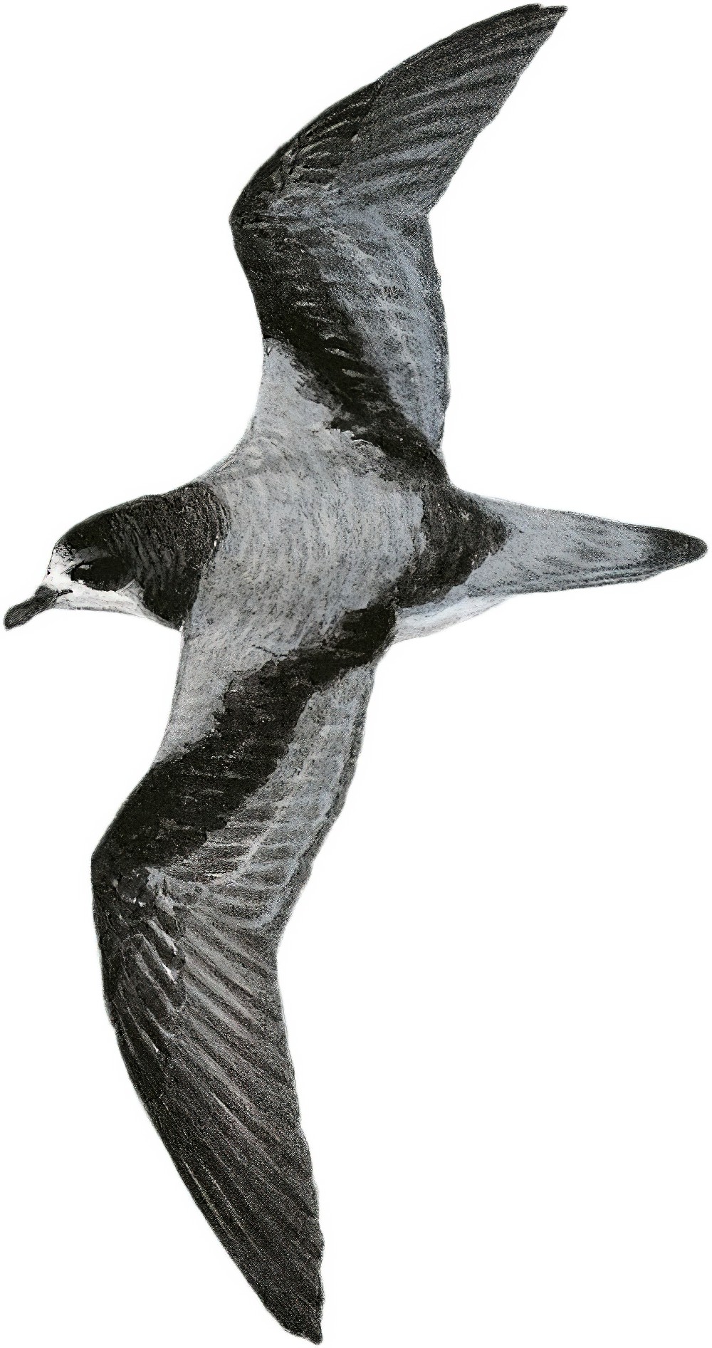 长嘴圆尾鹱 / Stejneger's Petrel / Pterodroma longirostris