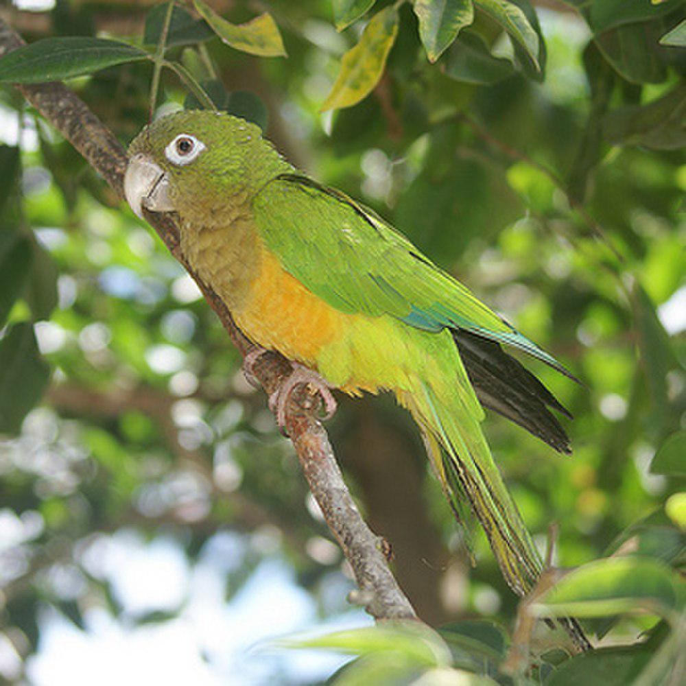 仙人掌鹦哥 / Caatinga Parakeet / Eupsittula cactorum