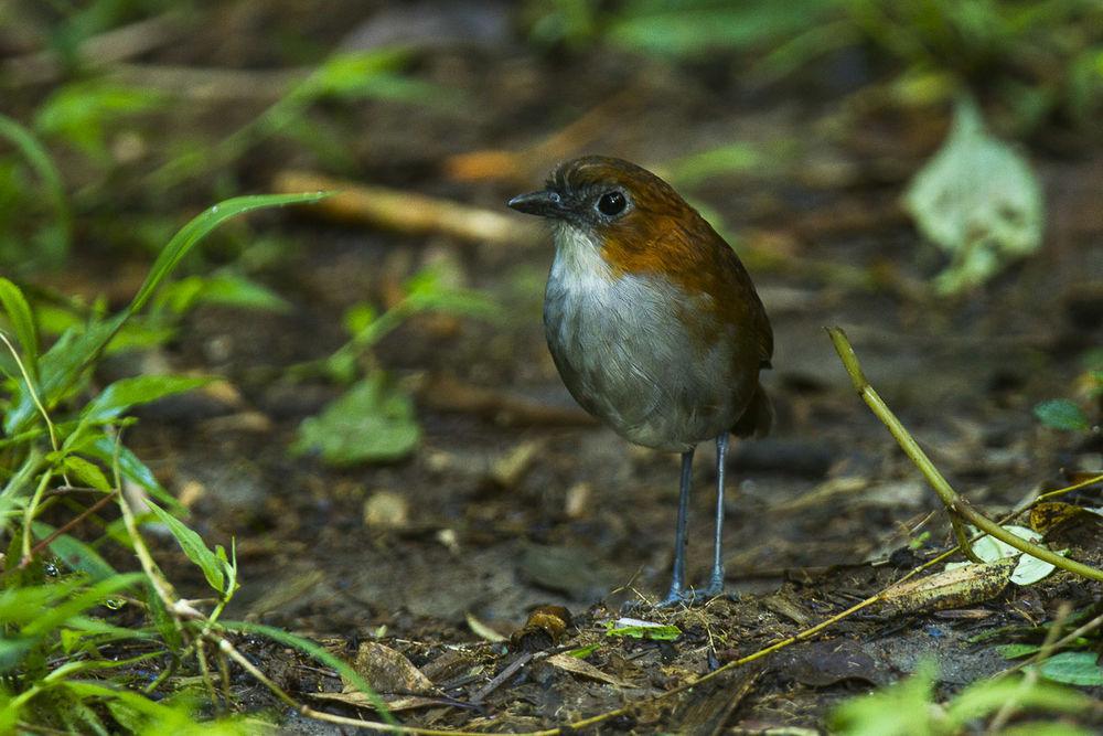 褐背蚁鸫 / White-bellied Antpitta / Grallaria hypoleuca