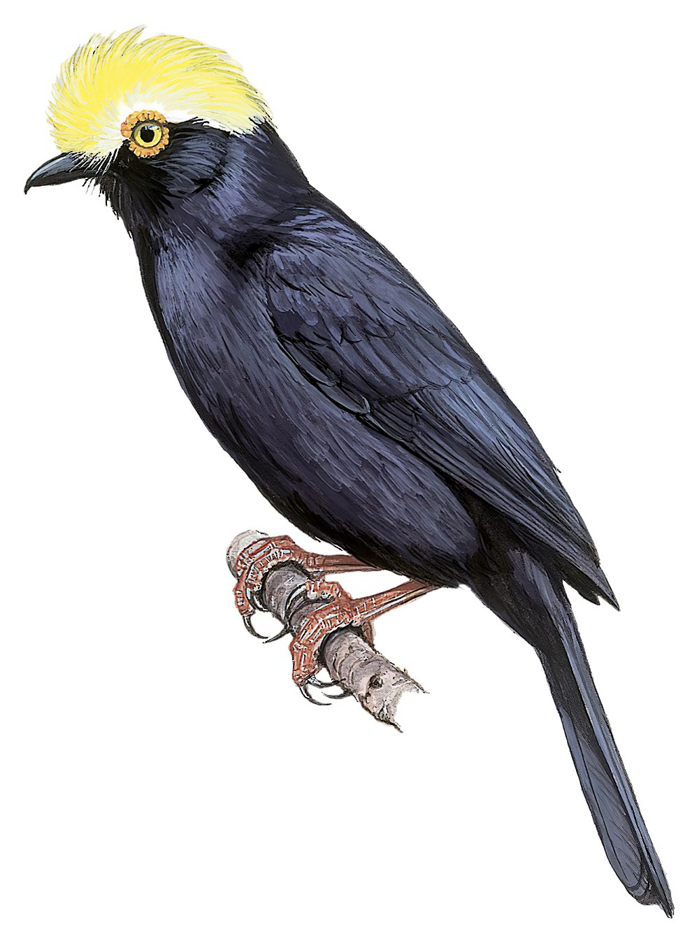 黄冠盔鵙 / Yellow-crested Helmetshrike / Prionops alberti