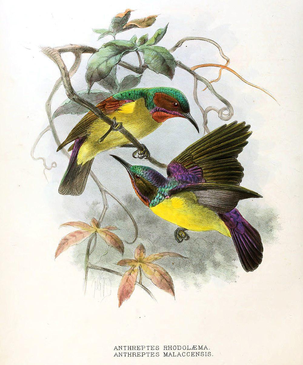 棕喉食蜜鸟 / Red-throated Sunbird / Anthreptes rhodolaemus