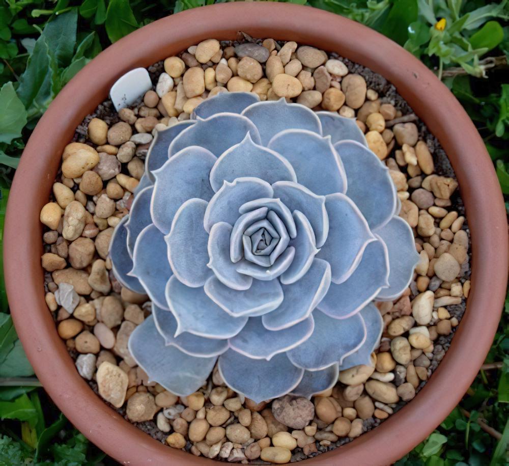 丽娜莲 Echeveria lilacina