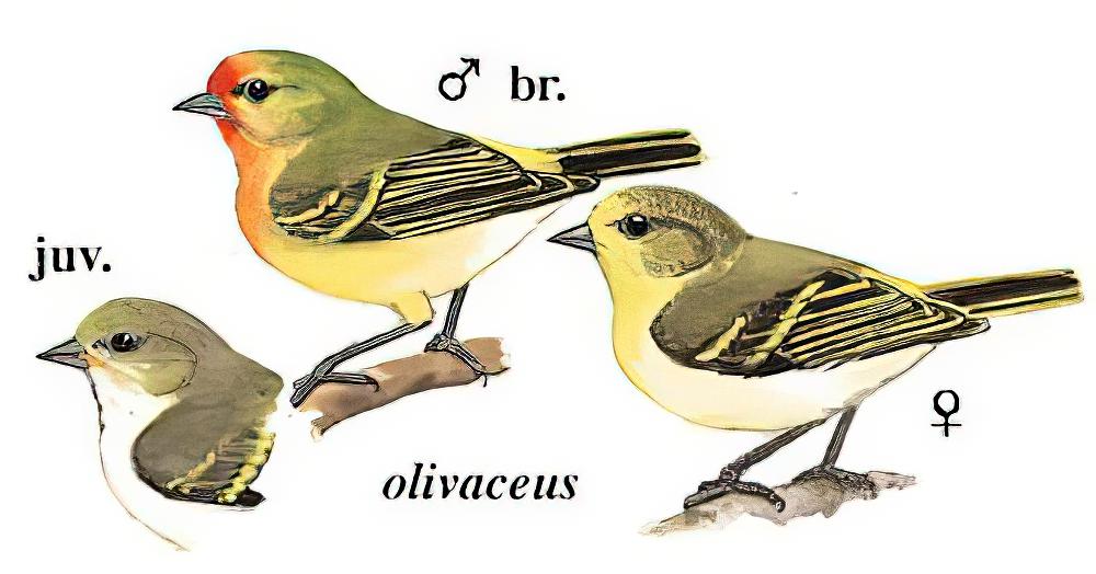 火冠雀 / Fire-capped Tit / Cephalopyrus flammiceps