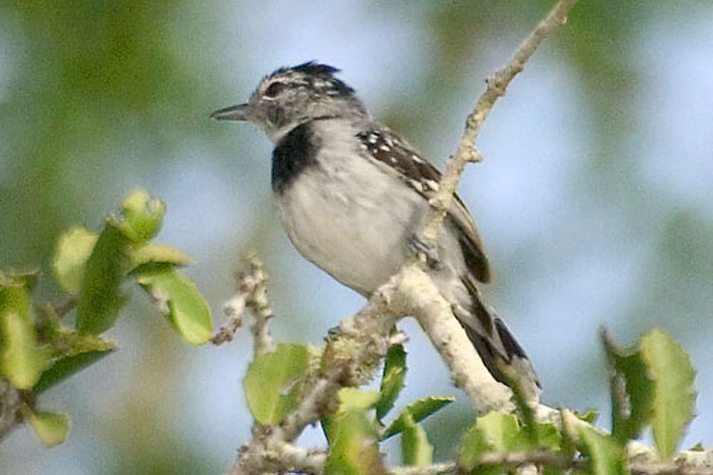 饰胸蚁鹩 / Pectoral Antwren / Herpsilochmus pectoralis