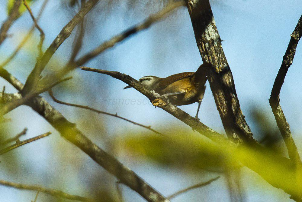 纹眉苇鹪鹩 / Superciliated Wren / Cantorchilus superciliaris