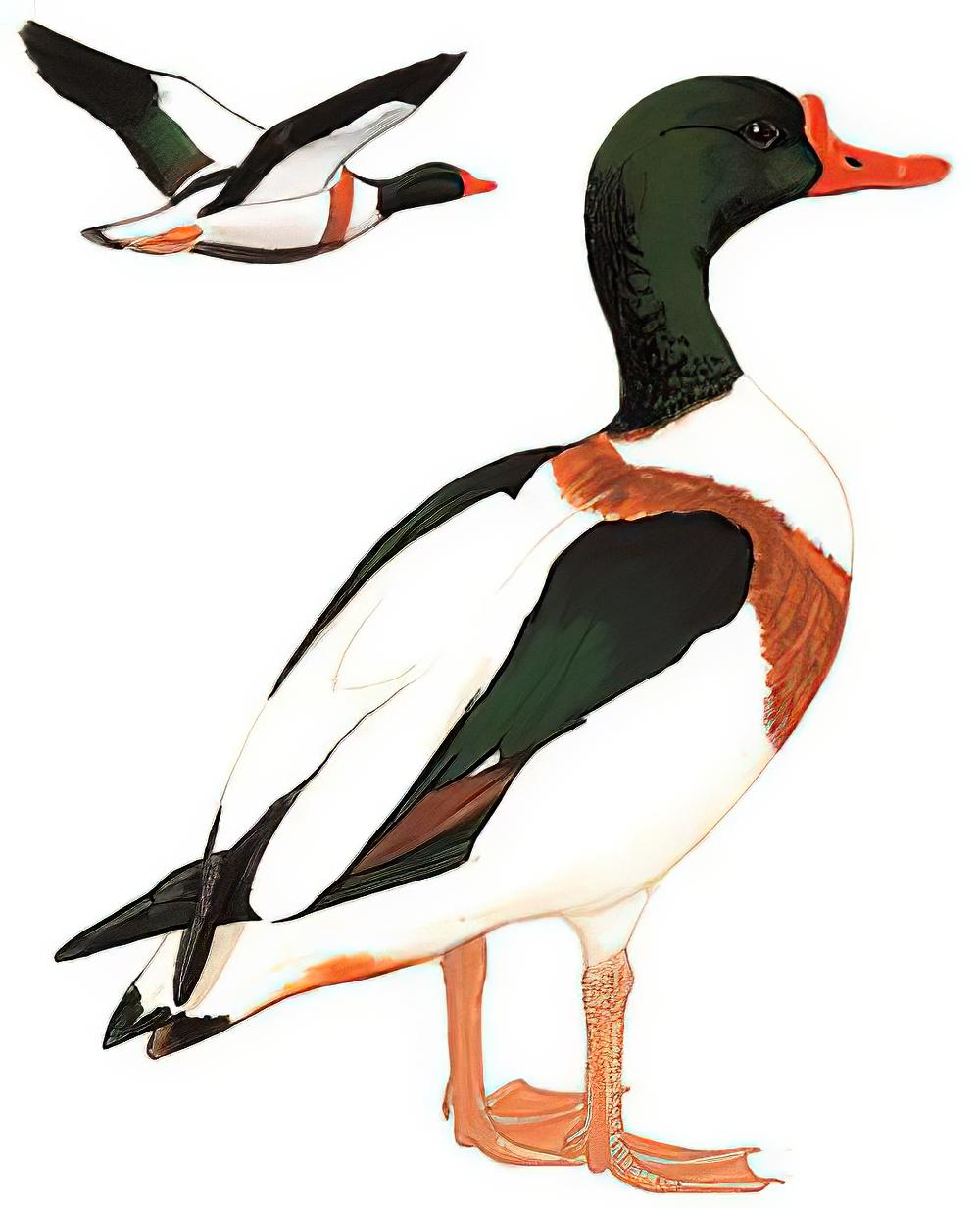 翘鼻麻鸭 / Common Shelduck / Tadorna tadorna