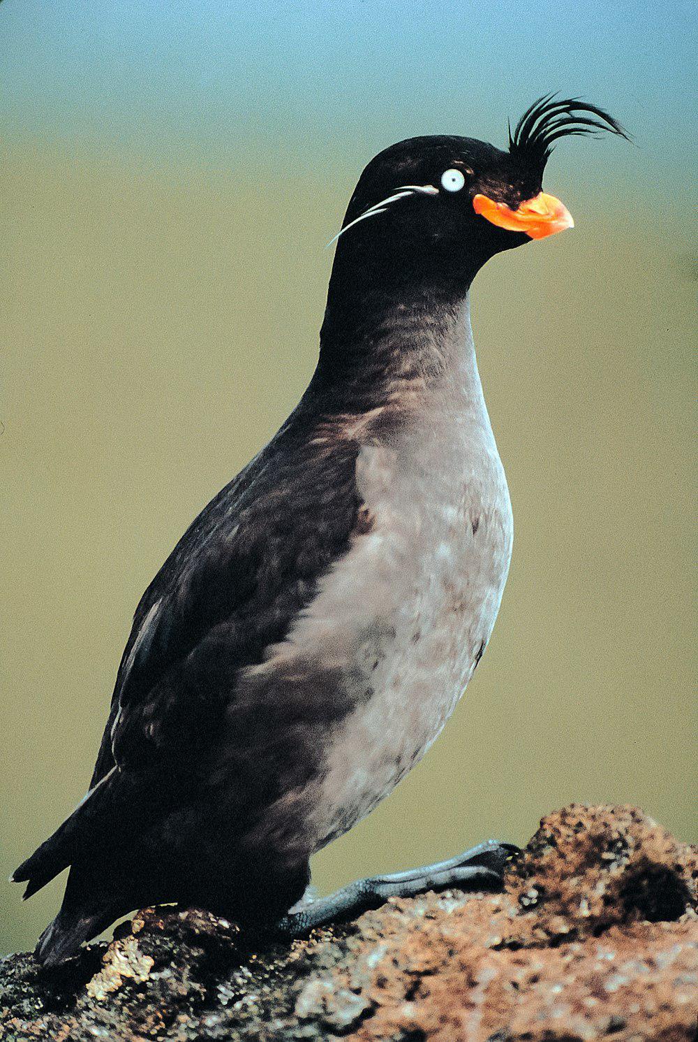 凤头海雀 / Crested Auklet / Aethia cristatella