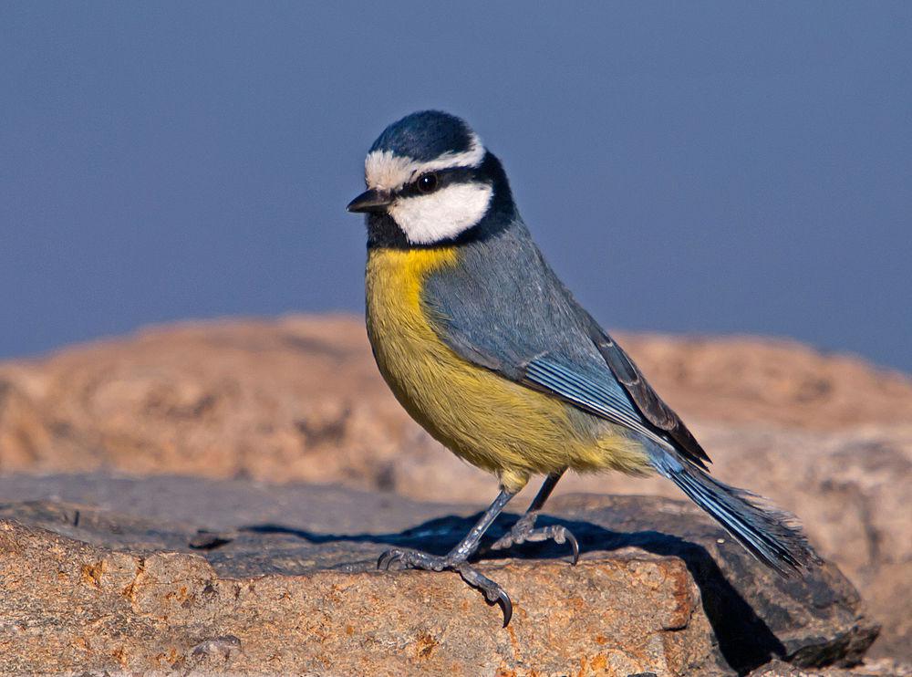 非洲蓝山雀 / African Blue Tit / Cyanistes teneriffae