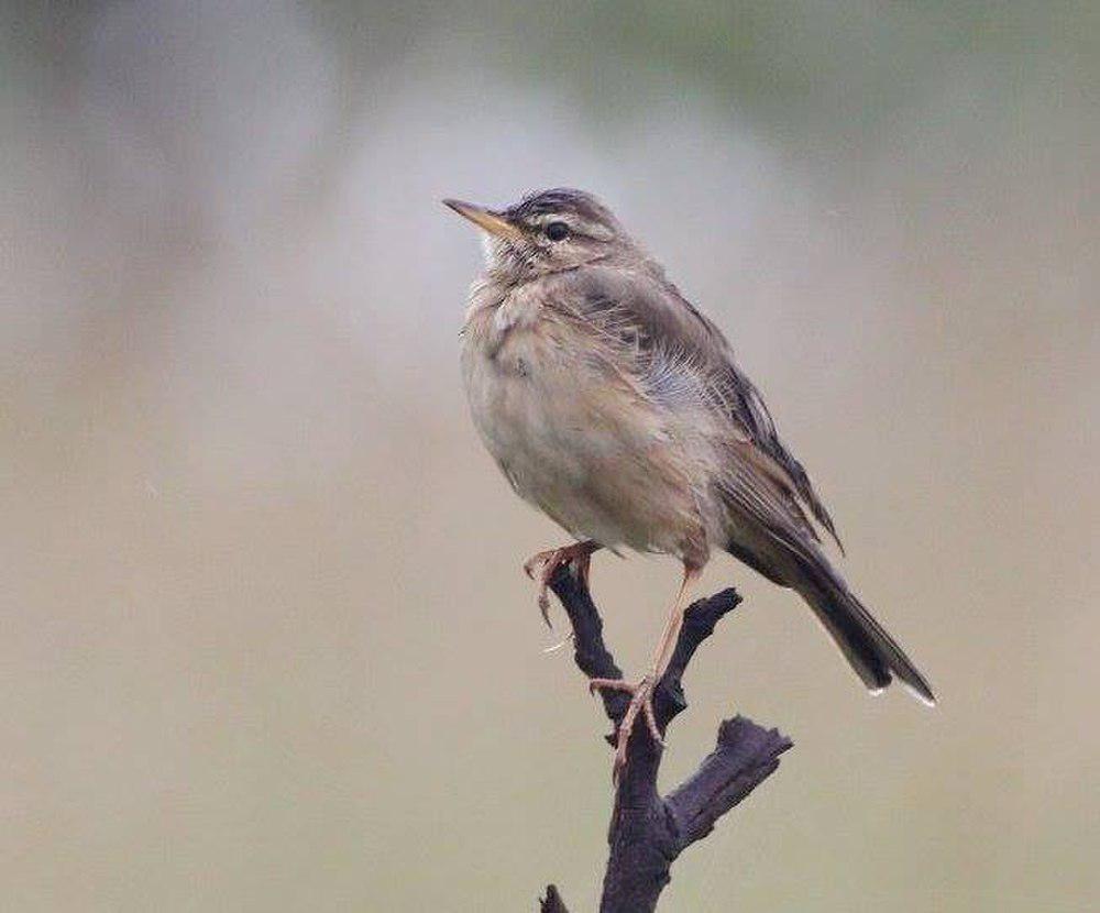 林地鹨 / Wood Pipit / Anthus nyassae