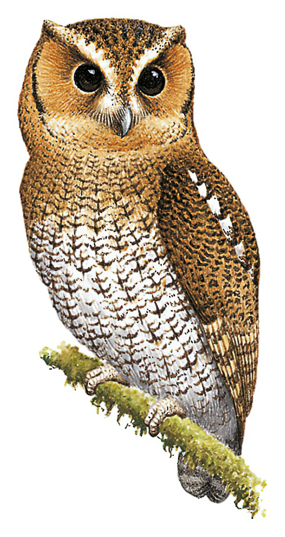 秘鲁林角鸮 / Cloud-forest Screech Owl / Megascops marshalli