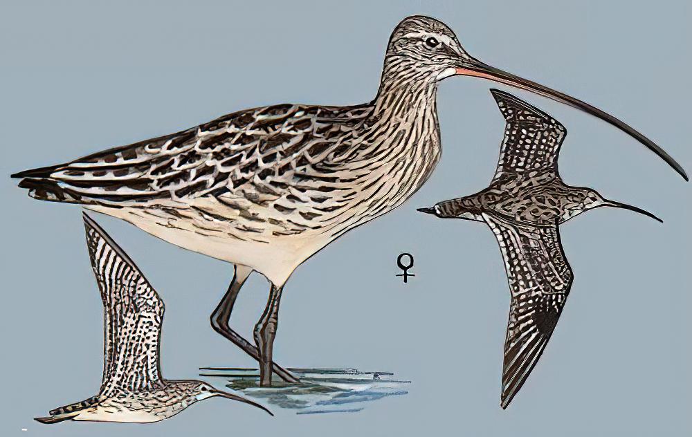 大杓鹬 / Far Eastern Curlew / Numenius madagascariensis