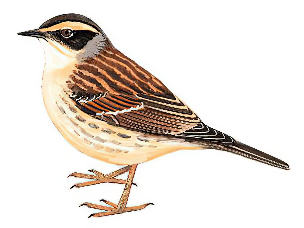 棕眉山岩鹨 / Siberian Accentor / Prunella montanella