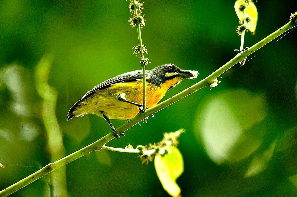 巴拉望啄花鸟 / Palawan Flowerpecker / Prionochilus plateni