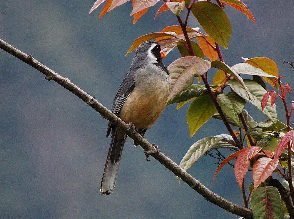 金嘴舞雀 / Golden-billed Saltator / Saltator aurantiirostris