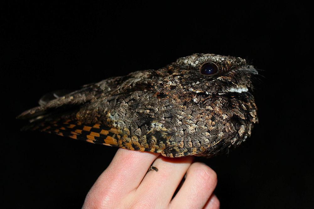 北美小夜鹰 / Common Poorwill / Phalaenoptilus nuttallii