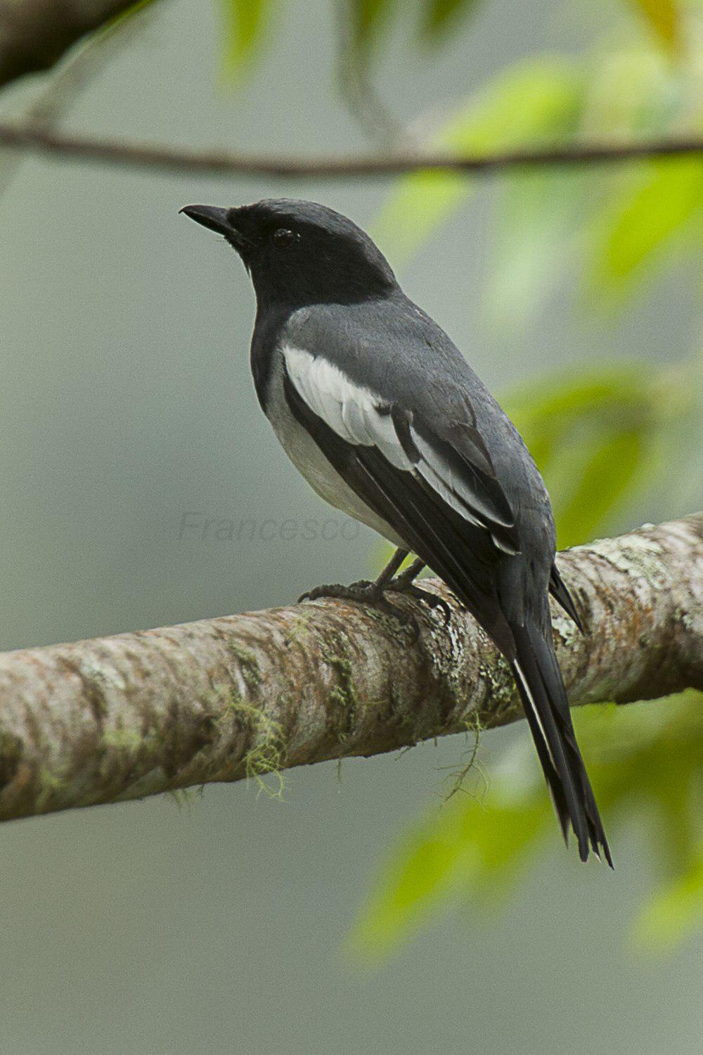 尖尾鹃鵙 / McGregor\'s Cuckooshrike / Malindangia mcgregori