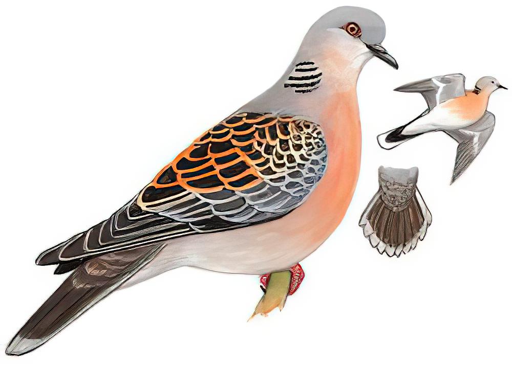 山斑鸠 / Oriental Turtle Dove / Streptopelia orientalis