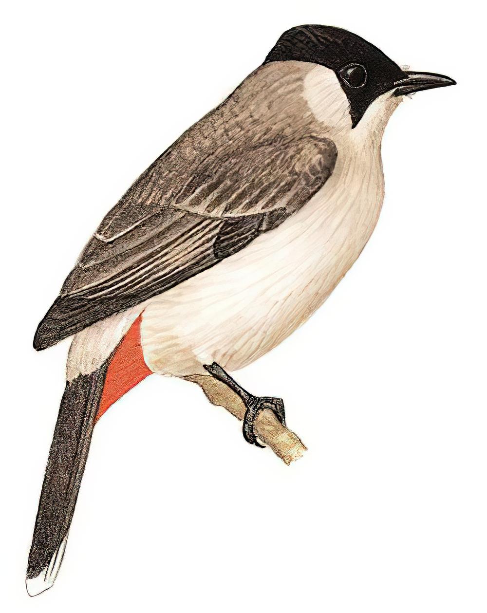 白喉红臀鹎 / Sooty-headed Bulbul / Pycnonotus aurigaster