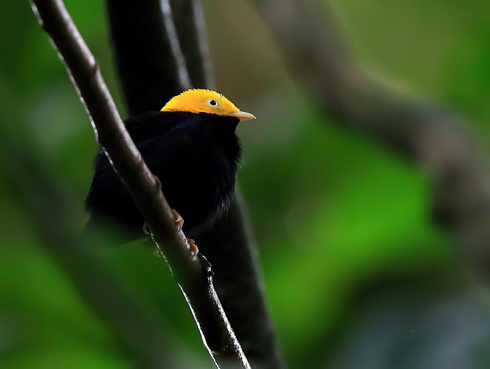 金头娇鹟 / Golden-headed Manakin / Ceratopipra erythrocephala