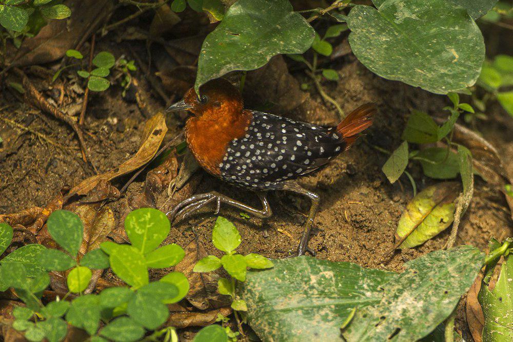 白斑侏秧鸡 / White-spotted Flufftail / Sarothrura pulchra