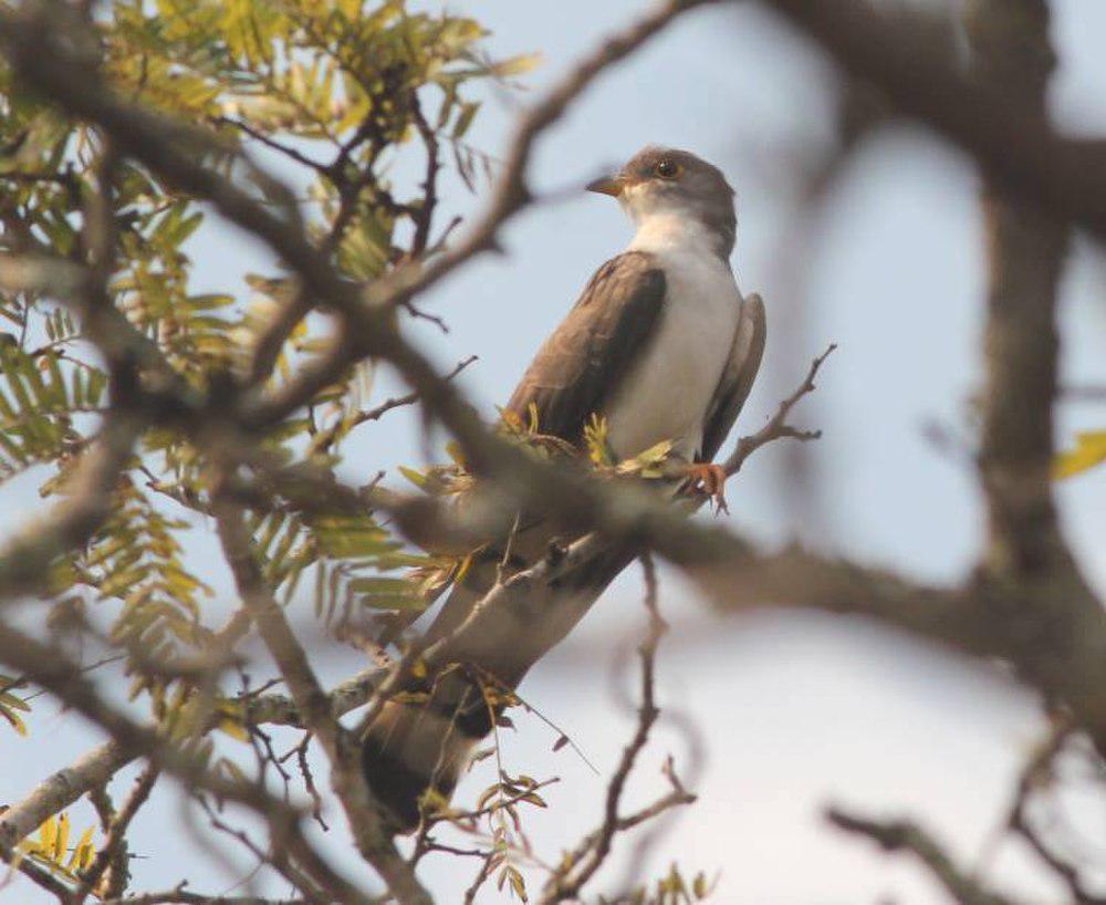 厚嘴杜鹃 / Thick-billed Cuckoo / Pachycoccyx audeberti