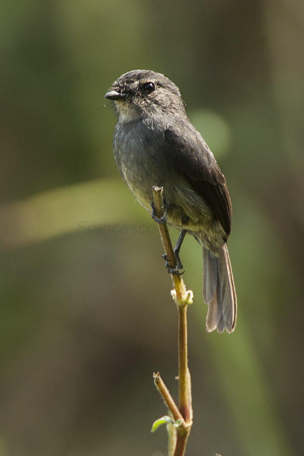 暗蓝鹟 / Dusky-blue Flycatcher / Muscicapa comitata