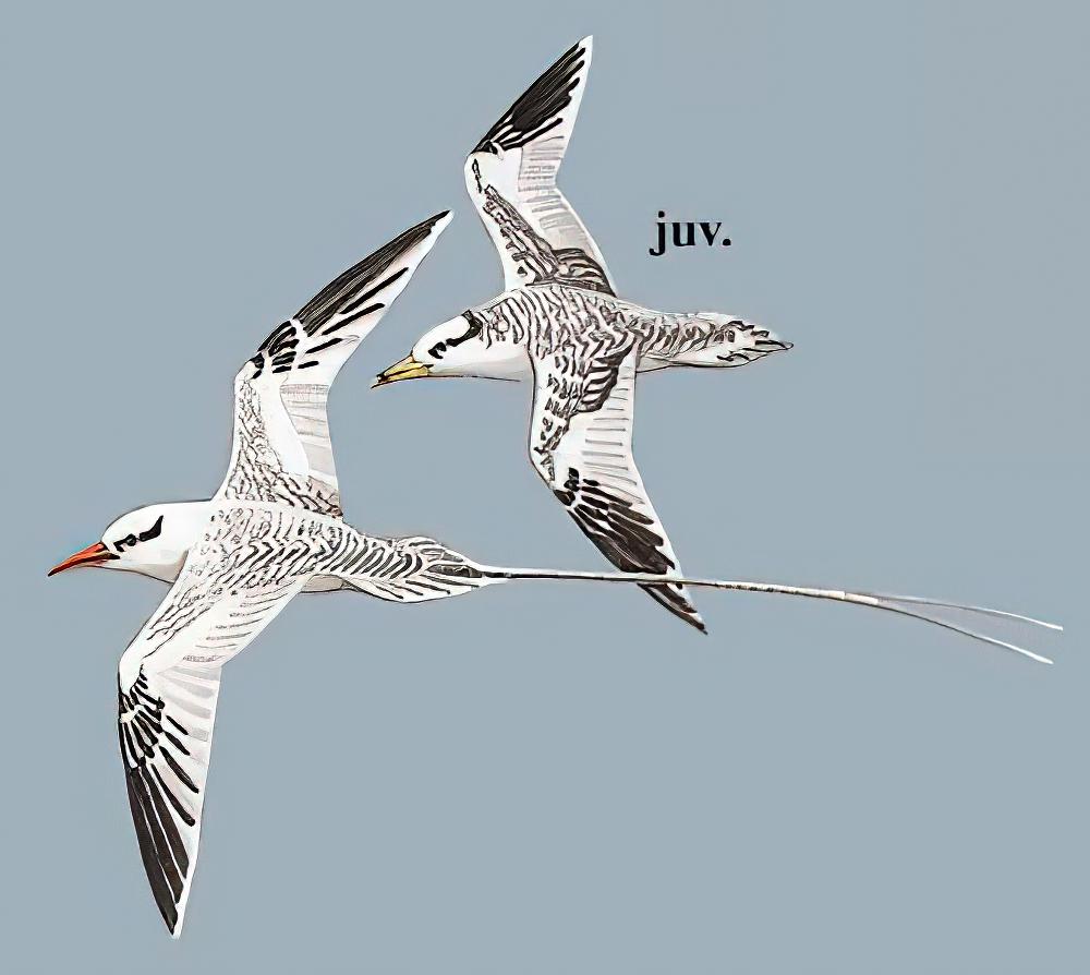 红嘴鹲 / Red-billed Tropicbird / Phaethon aethereus