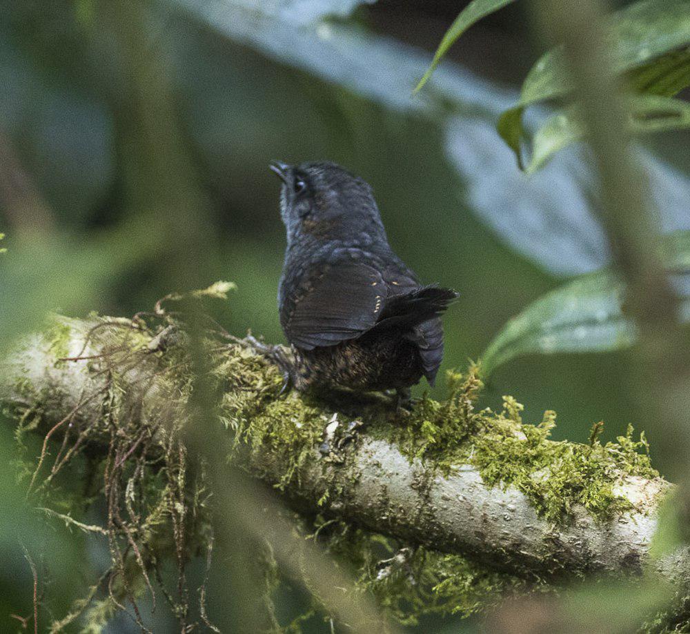 银额窜鸟 / Silvery-fronted Tapaculo / Scytalopus argentifrons