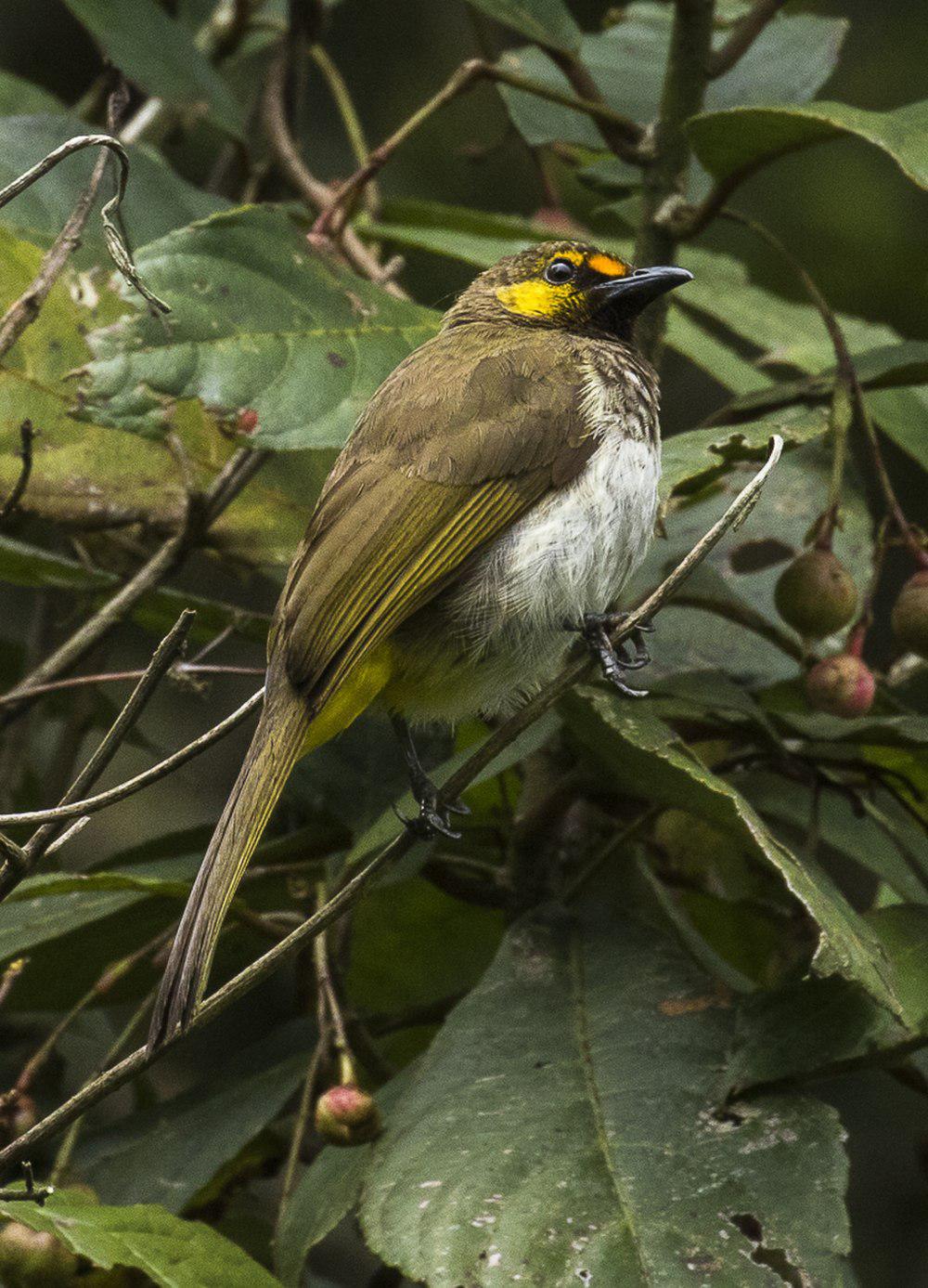 橙斑鹎 / Orange-spotted Bulbul / Pycnonotus bimaculatus