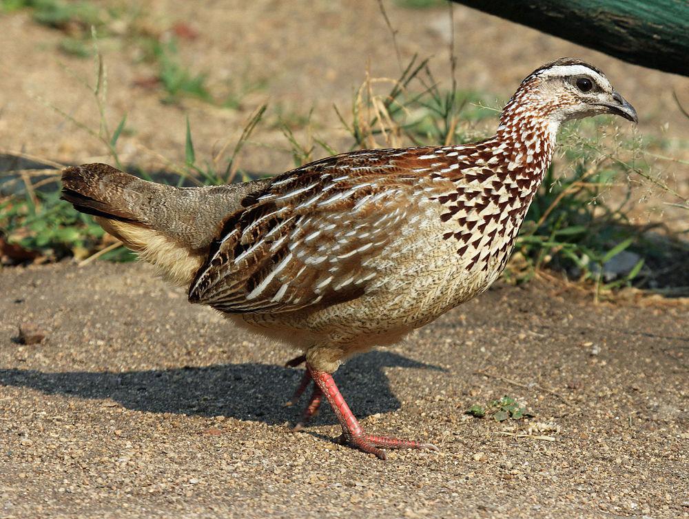 凤头鹧鸪 / Crested Francolin / Dendroperdix sephaena