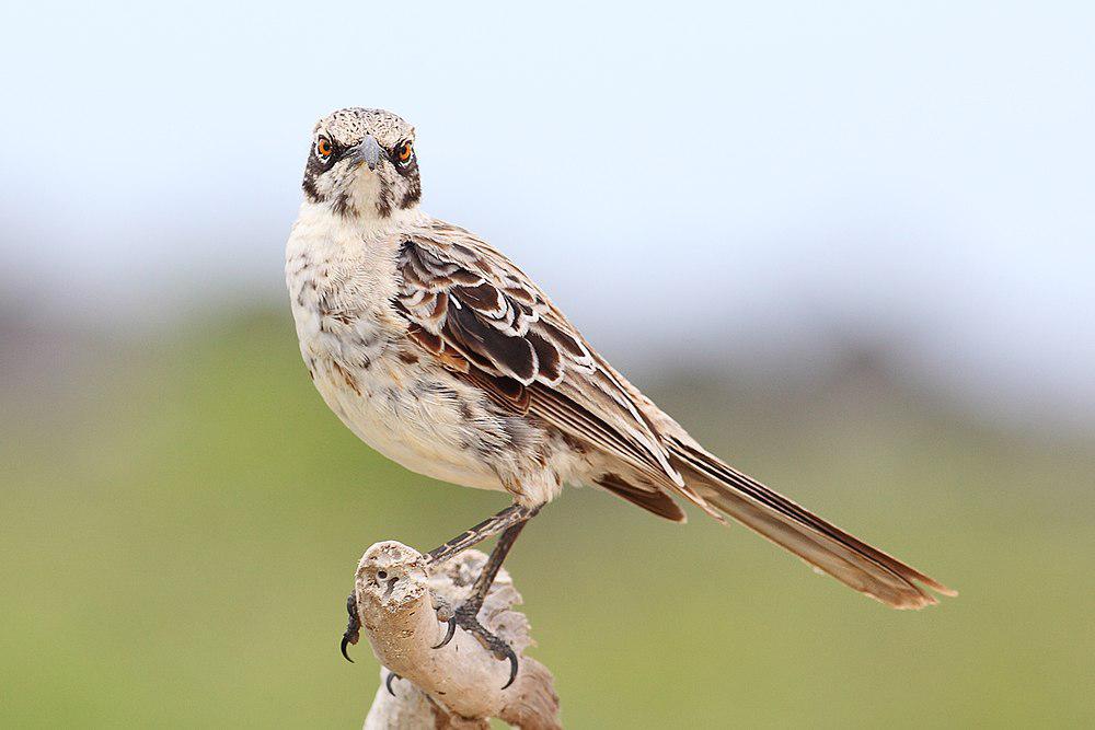 冠嘲鸫 / Espanola Mockingbird / Mimus macdonaldi