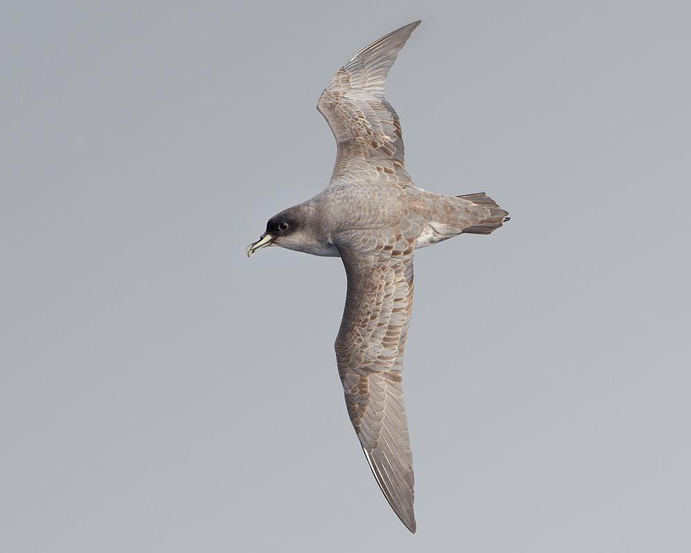 灰风鹱 / Grey Petrel / Procellaria cinerea