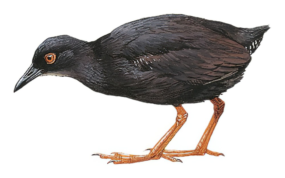 库岛田鸡 / Kosrae Crake / Zapornia monasa