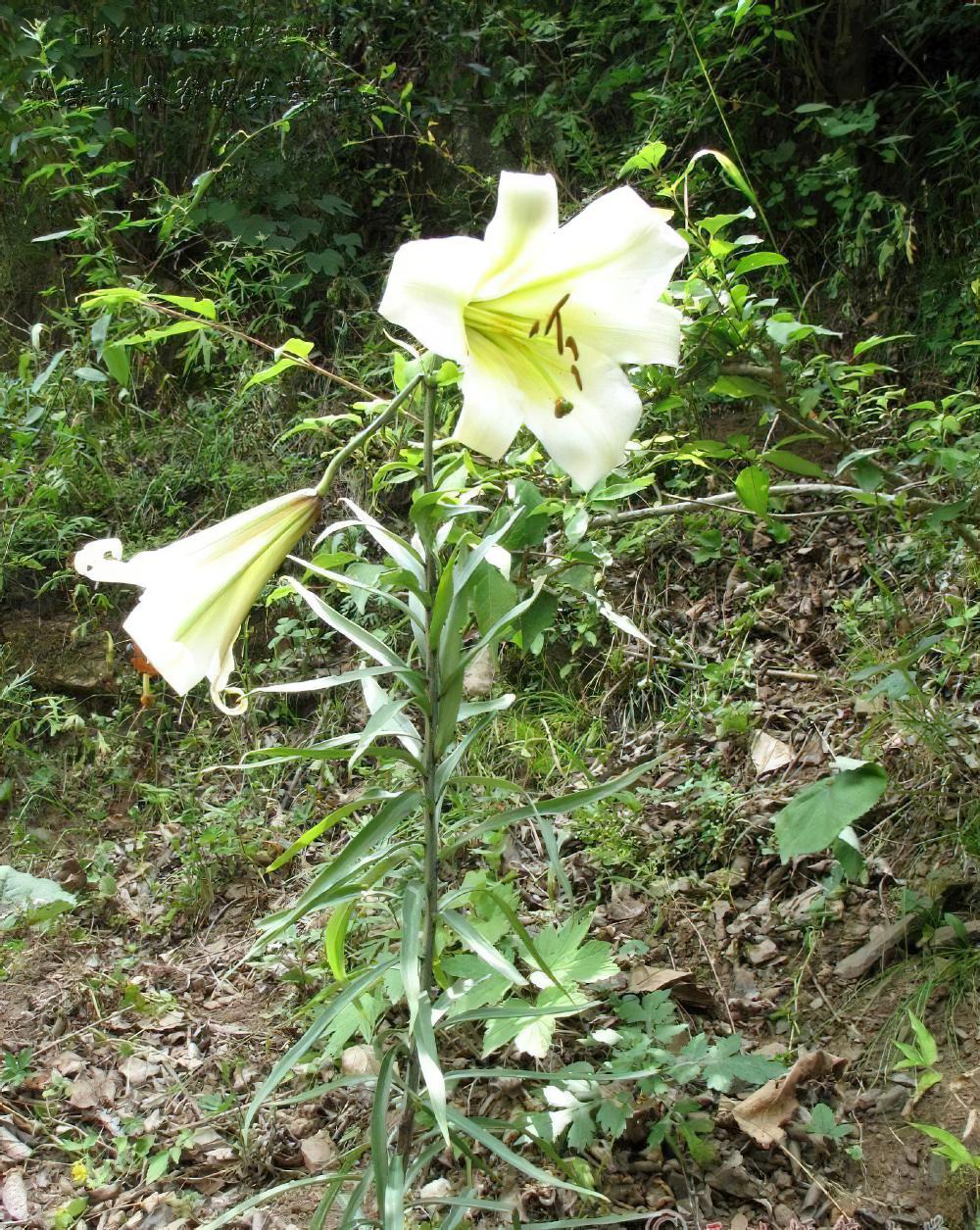 王百合