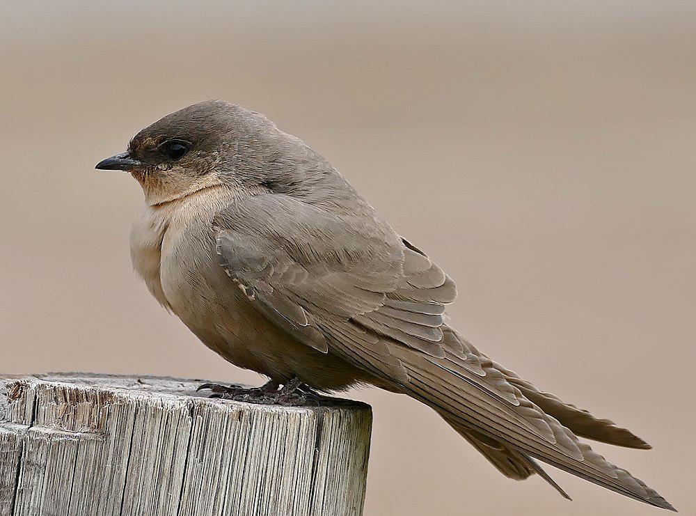 非洲岩燕 / Rock Martin / Ptyonoprogne fuligula