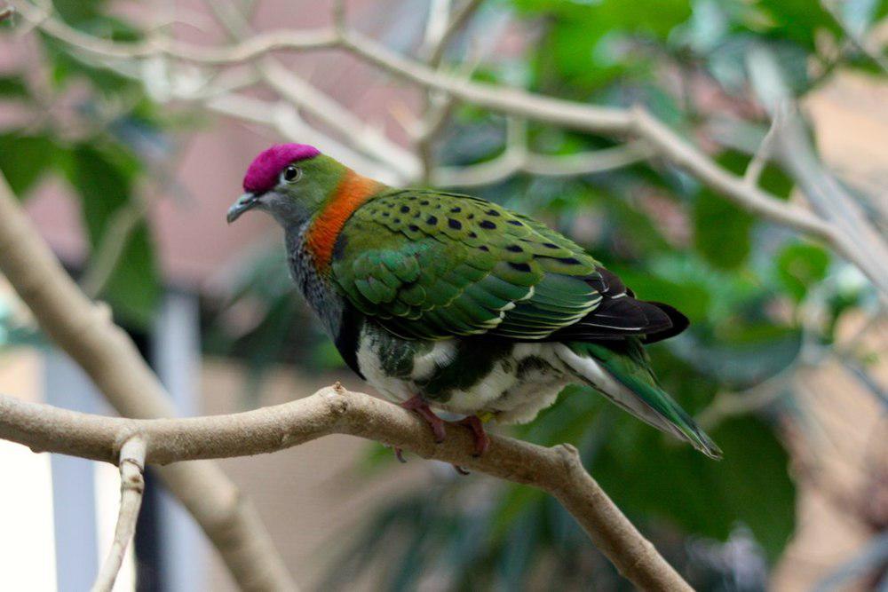 华丽果鸠 / Superb Fruit Dove / Ptilinopus superbus