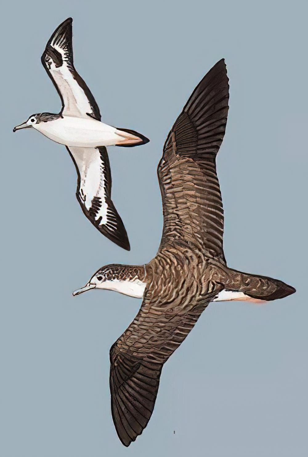 白额鹱 / Streaked Shearwater / Calonectris leucomelas