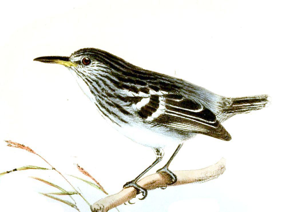 纵纹蚁鹩 / Guianan Streaked Antwren / Myrmotherula surinamensis