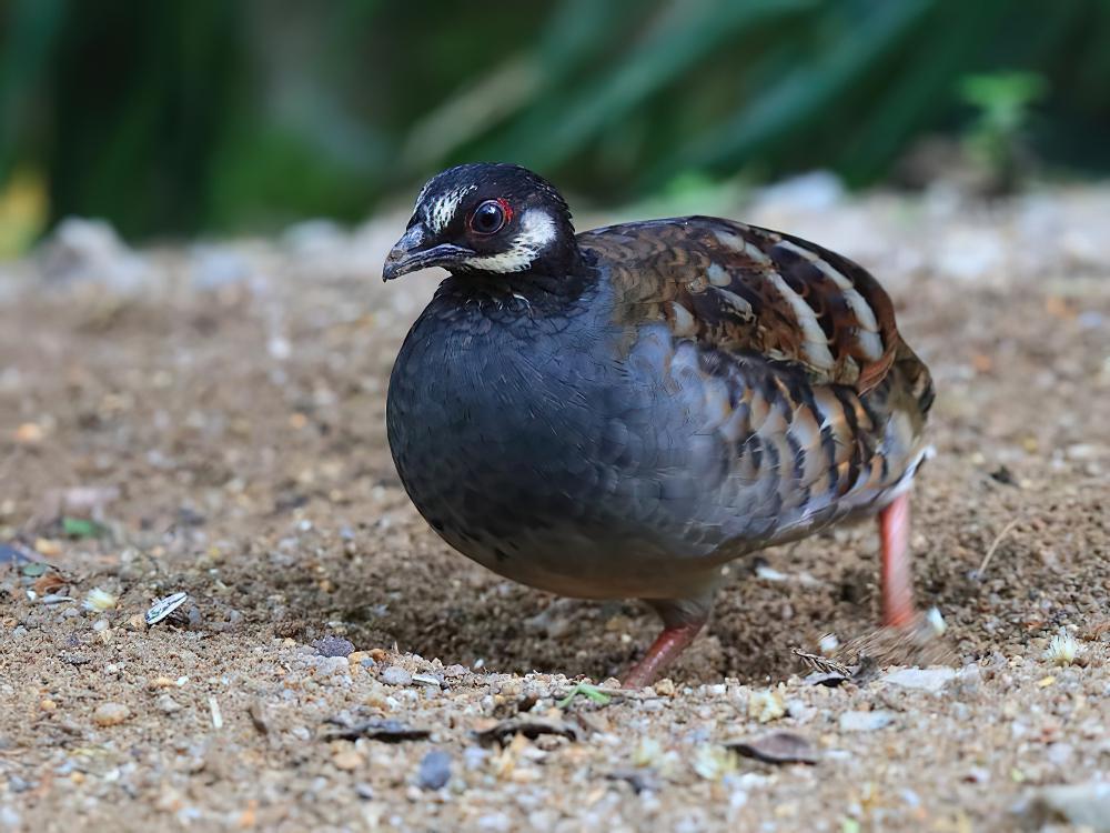 砍氏山鹧鸪 / Malaysian Partridge / Arborophila campbelli