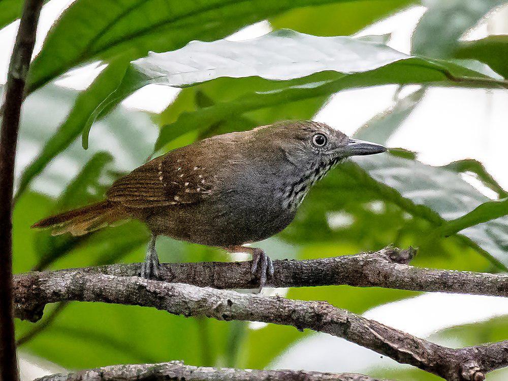 褐腹蚁鹩 / Brown-bellied Stipplethroat / Epinecrophylla gutturalis