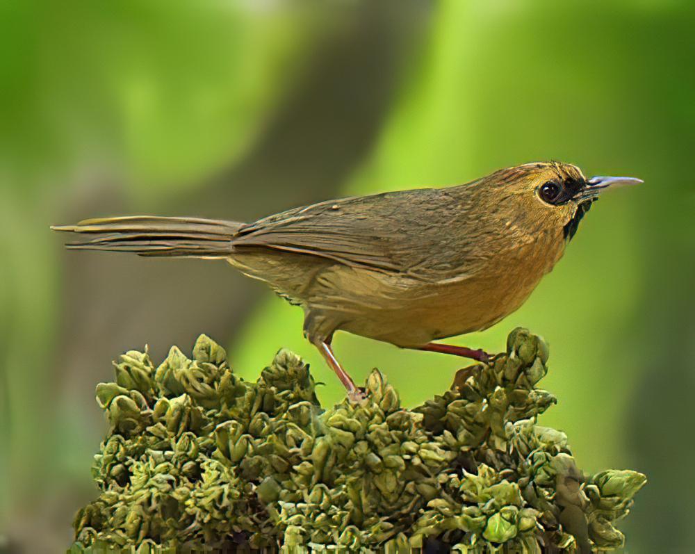 黑颏穗鹛 / Black-chinned Babbler / Cyanoderma pyrrhops