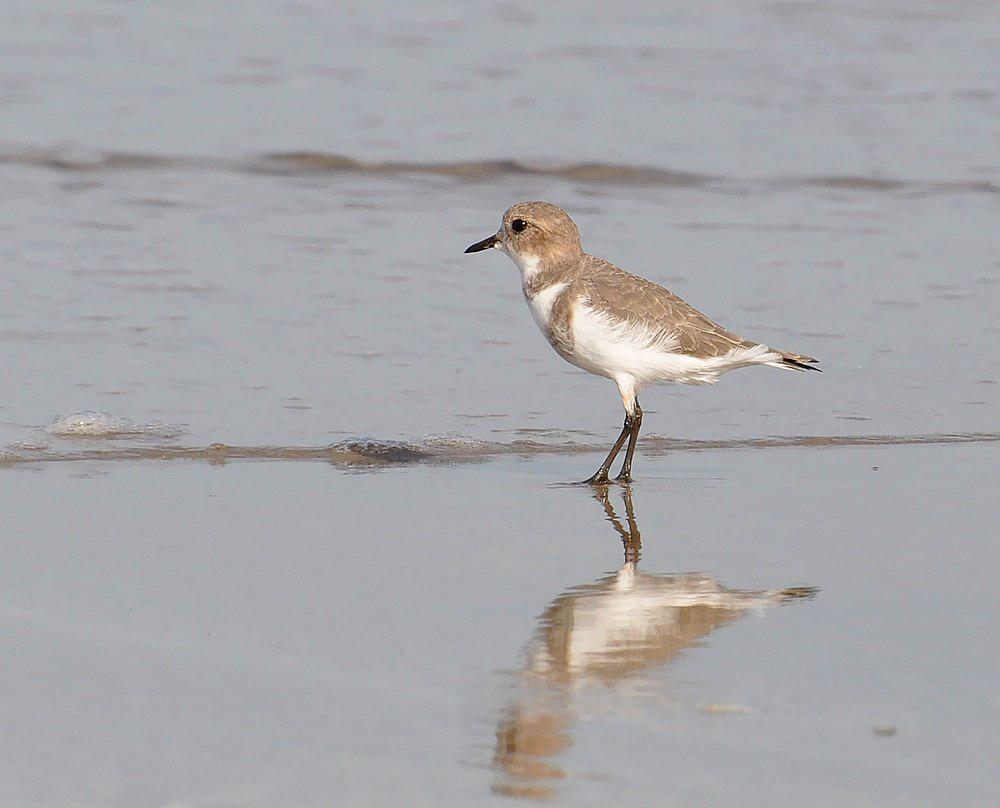 双斑鸻 / Two-banded Plover / Charadrius falklandicus