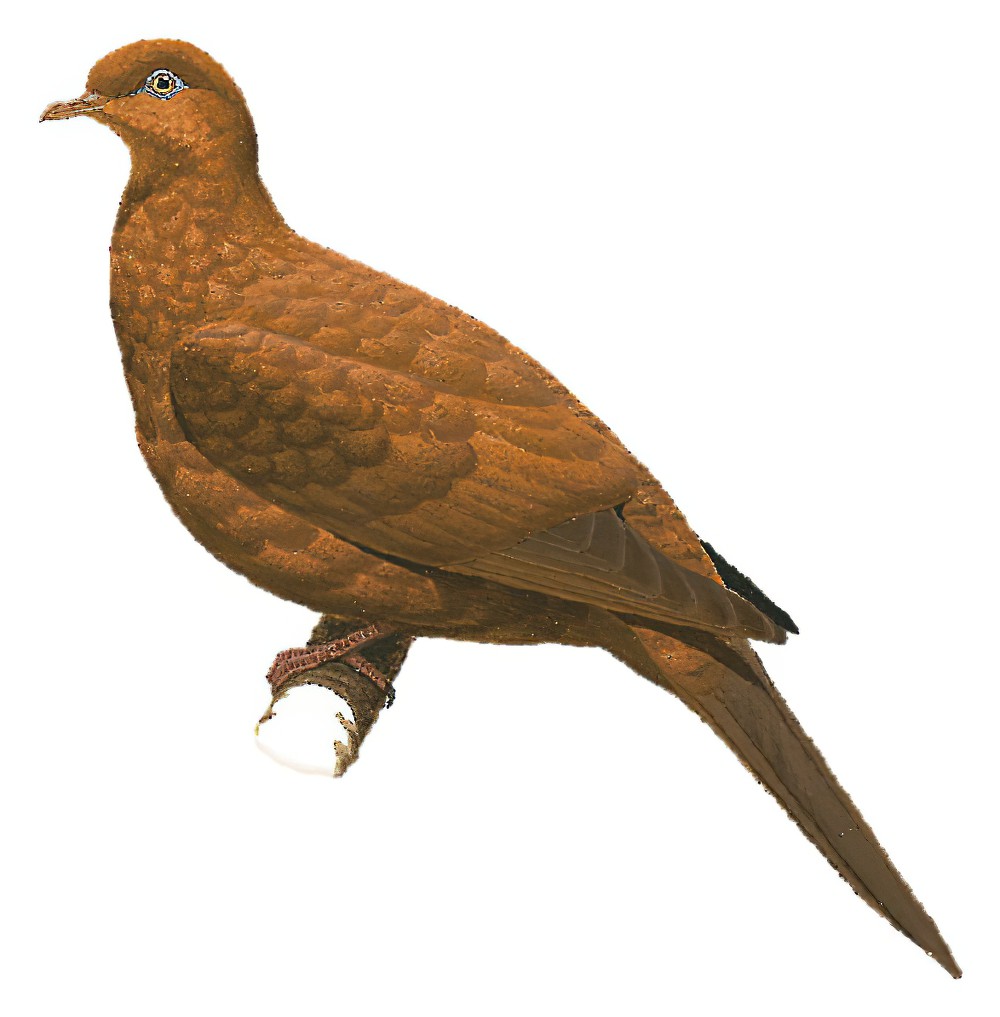 恩加诺鹃鸠 / Enggano Cuckoo-Dove / Macropygia cinnamomea