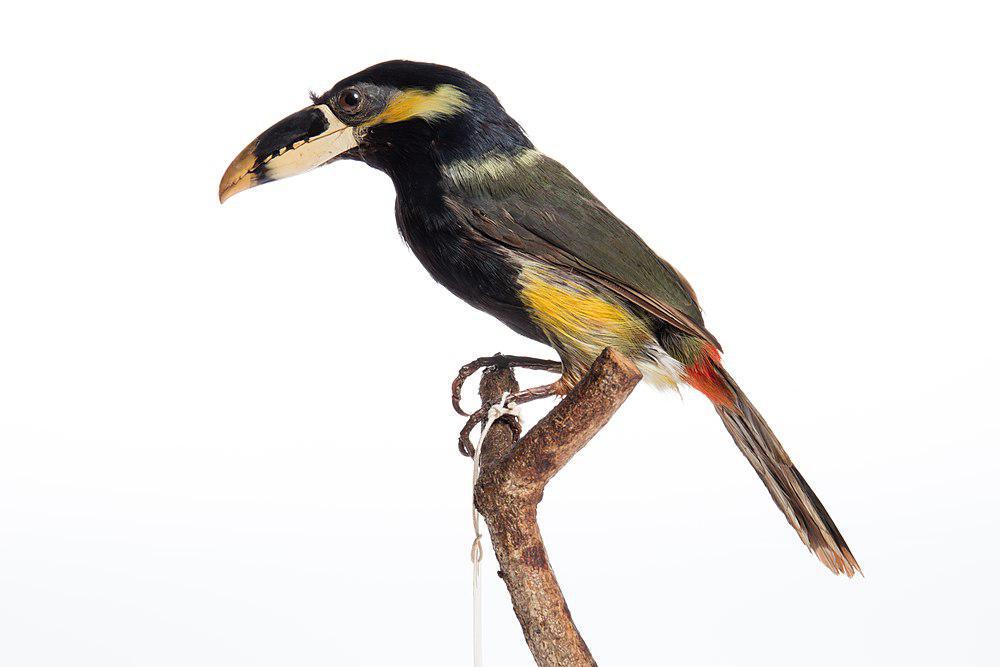 高氏小巨嘴鸟 / Gould\'s Toucanet / Selenidera gouldii