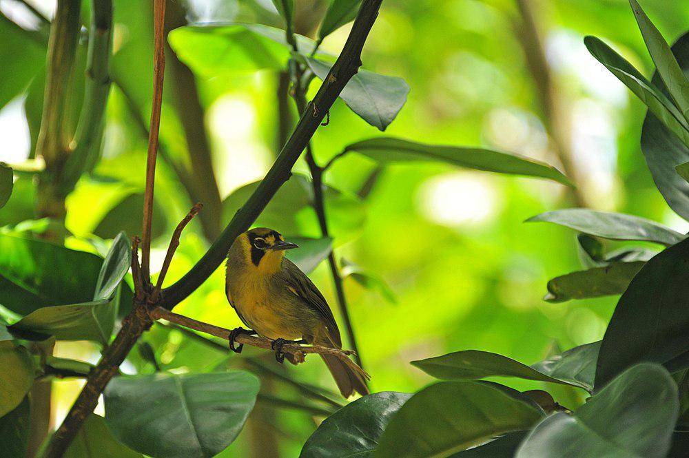 笠原吸蜜鸟 / Bonin White-eye / Apalopteron familiare