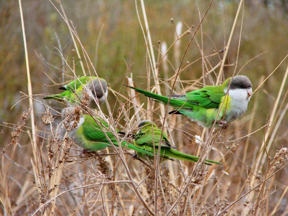 灰顶鹦哥 / Grey-hooded Parakeet / Psilopsiagon aymara