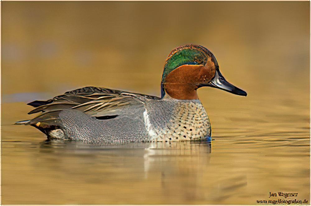 美洲绿翅鸭 / Green-winged Teal / Anas carolinensis