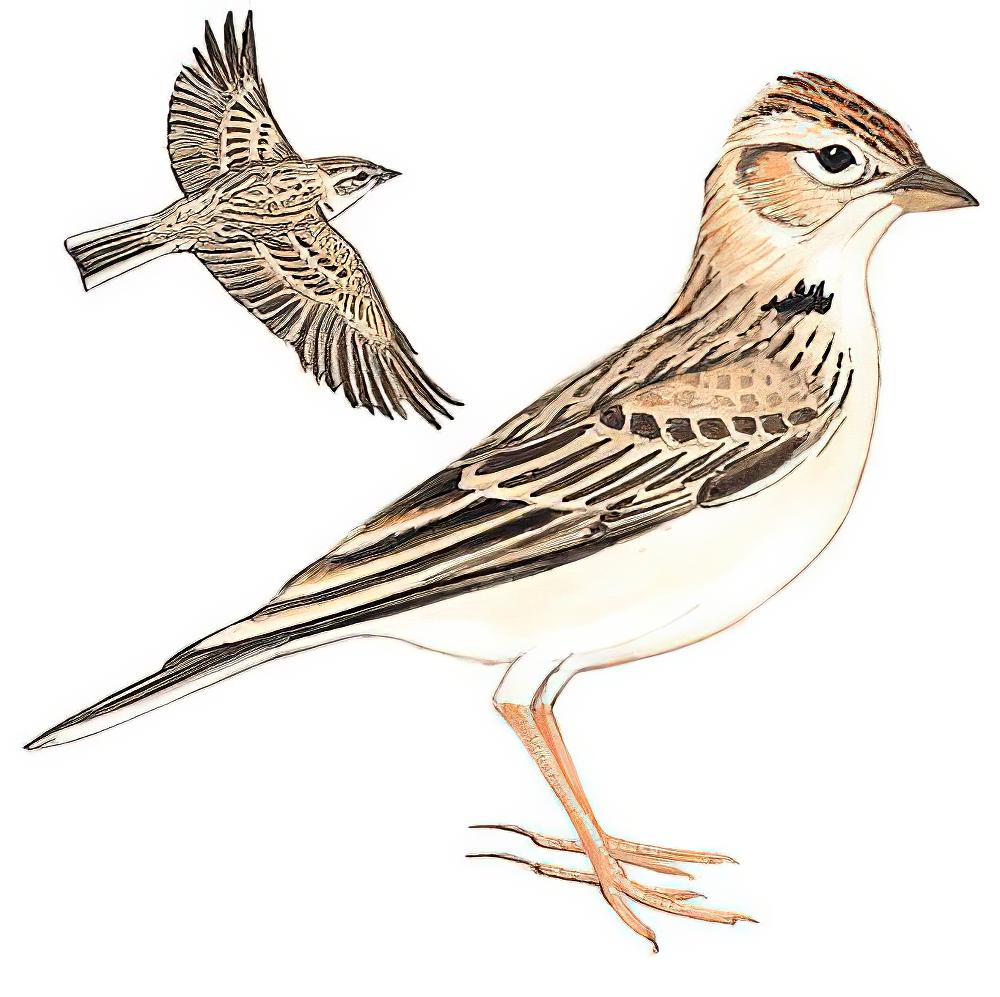 大短趾百灵 / Greater Short-toed Lark / Calandrella brachydactyla