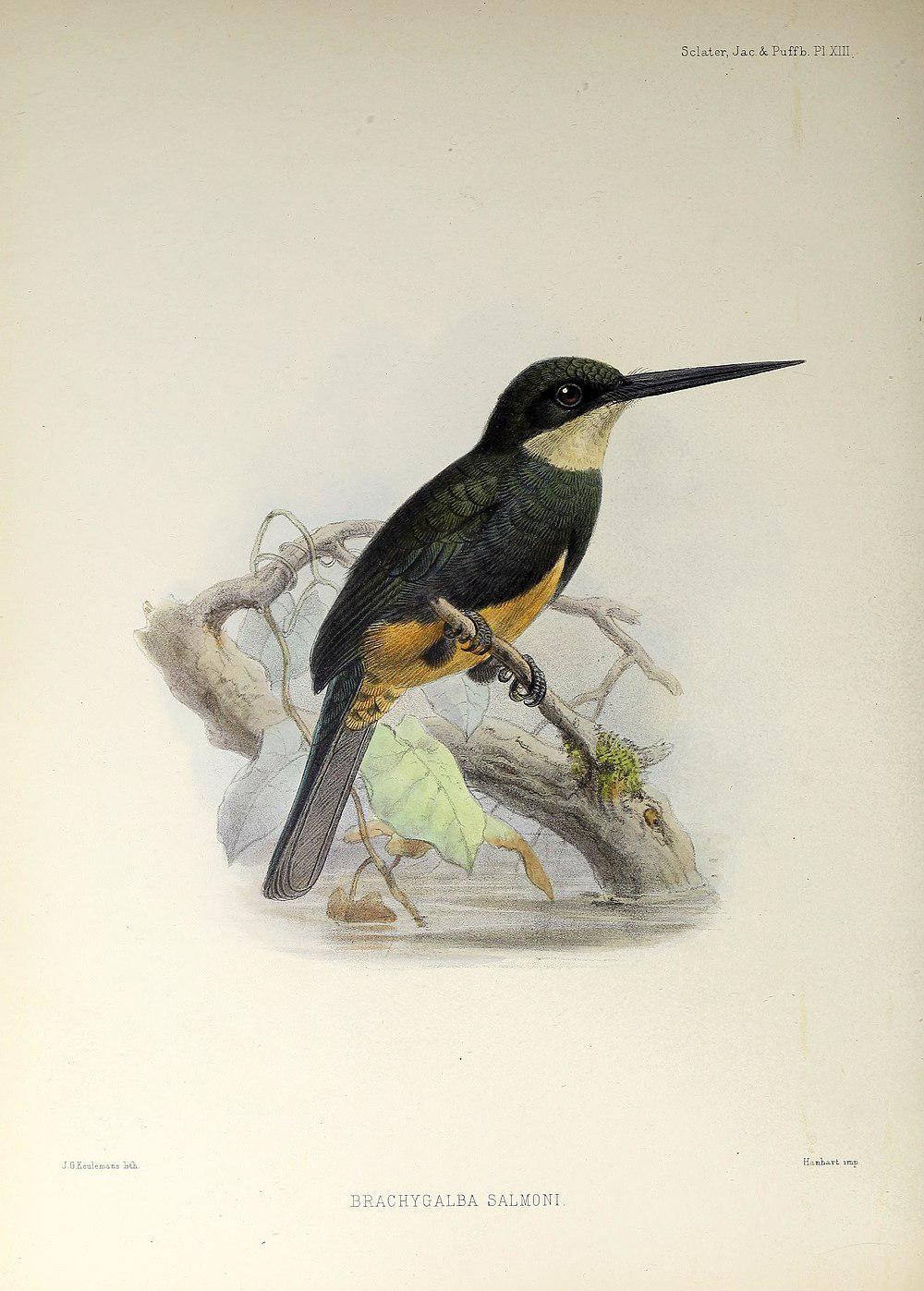 乌背鹟䴕 / Dusky-backed Jacamar / Brachygalba salmoni