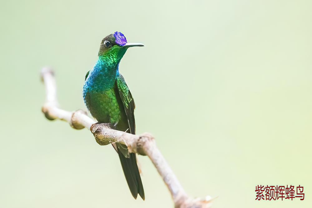 紫额辉蜂鸟 / Violet-fronted Brilliant / Heliodoxa leadbeateri